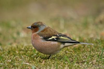 Chaffinch (Fringilla coelebs) male