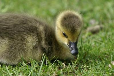 Bernacle Goose (Branta leucopsis).Gosling