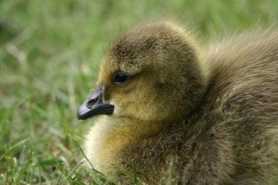 Bernacle Goose (Branta leucopsis).Gosling