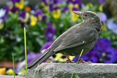 Blackbird (Turdus merula)