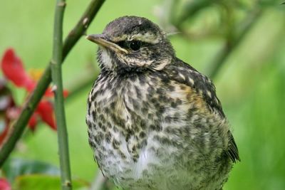 Redwing (Turdus iliacus)