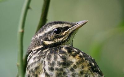 Redwing (Turdus iliacus)