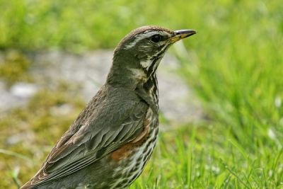 Redwing (Turdus iliacus)