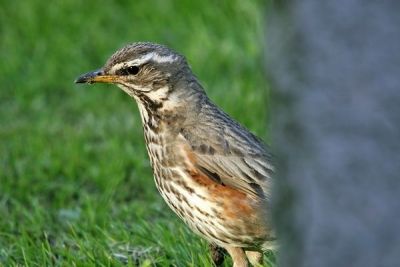 Redwing (Turdus iliacus)