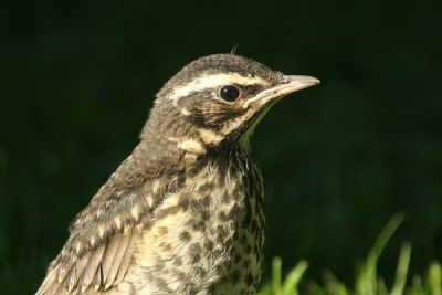 Redwing (Turdus iliacus)