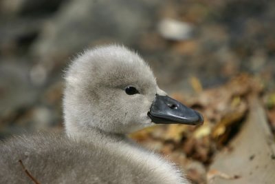 Mute Swan (Cygnus olor)