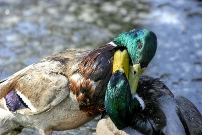 Mallard (Anas platyrhynchos)