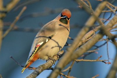 Bohemian Waxwing (Bombycilla garrulus)