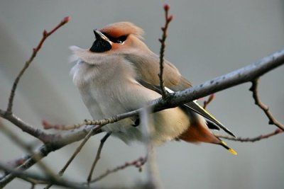 Bohemian Waxwing (Bombycilla garrulus)