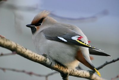 Bohemian Waxwing (Bombycilla garrulus)