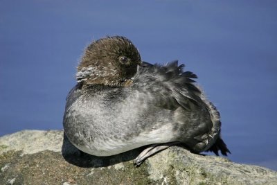 Common Goldeneye (Bucephala clangula)