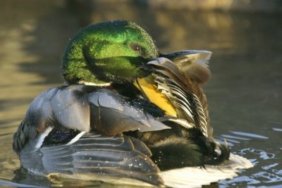 Mallard (Anas platyrhynchos)