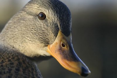 Mallard (Anas platyrhynchos)