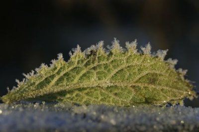 Frost 3