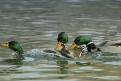 Mallard (Anas platyrhynchos)