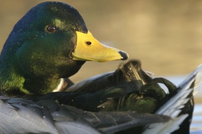 Mallard (Anas platyrhynchos)