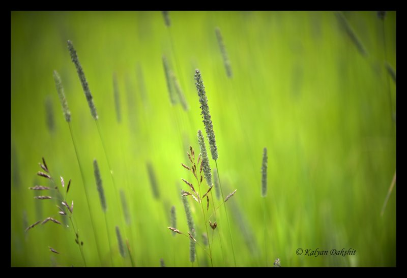 Wildflowers