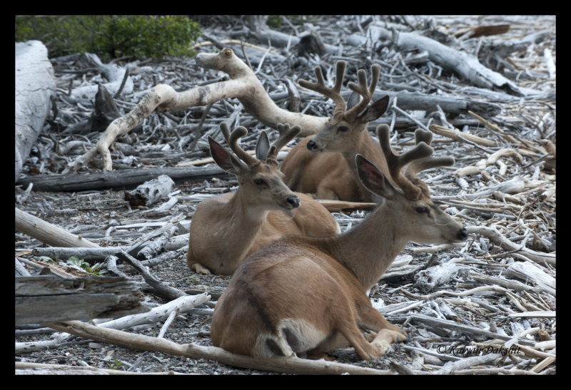 Deer by Lake Waterton