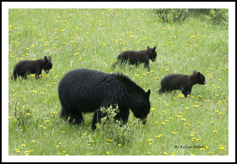 Black bear with three Cubs