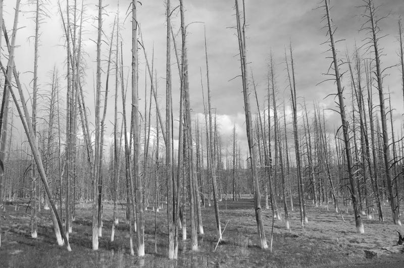 Yellowstone National Park