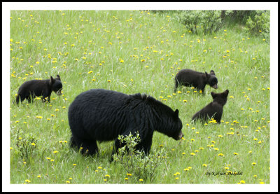 Black bear with three cubs