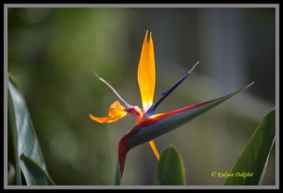 Heliconia