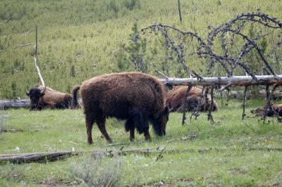 Bison on our way to Old Faithful Lodge before Madison
