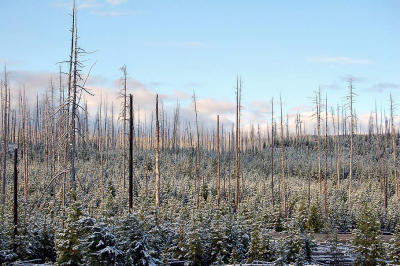 After a Snowfall .Sunrise at Yellowstone