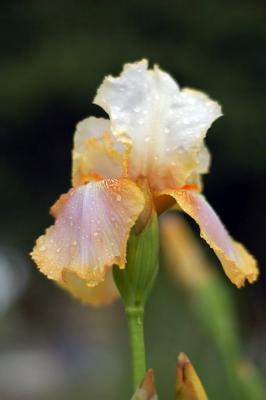 Raindrops in the flower.jpg