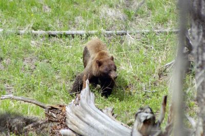 Bear near CanyonLand Village.jpg