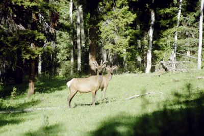 Elk at GTNP.jpg
