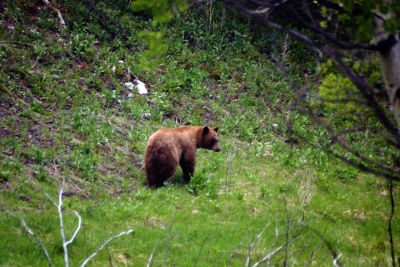 Bear at YNP near Mamoth Springs.jpg