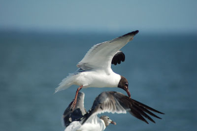 Sea-gull.jpg