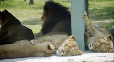 Lions resting at Lion Country Safari ,West Palm Beach