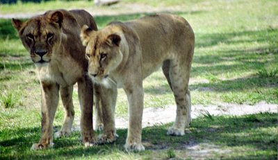 Lions at Lion Country Safari ,West Palm Beach