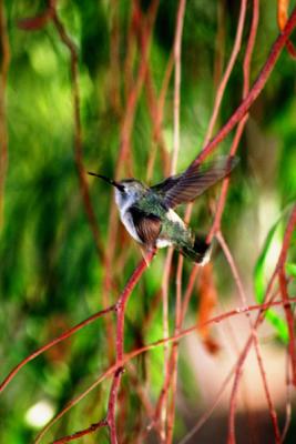 Hanging on a vine