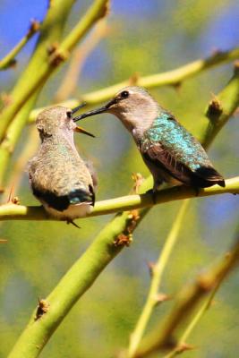 Feeding Time