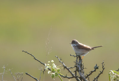 Common Whitethroat (Trnsngare)