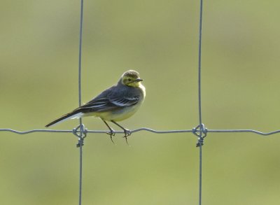 Citrine Wagtail (Citronrla)