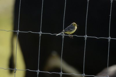 Citrine Wagtail (Citronrla)