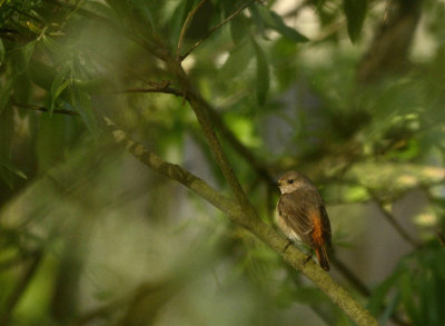 Common Redstart (Rdstjrt)