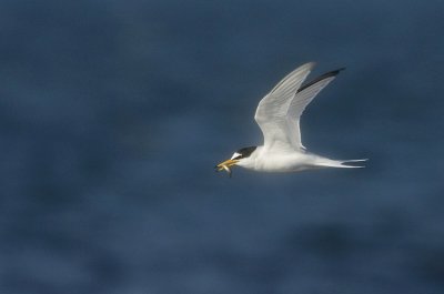 Little Tern (Smtrna)