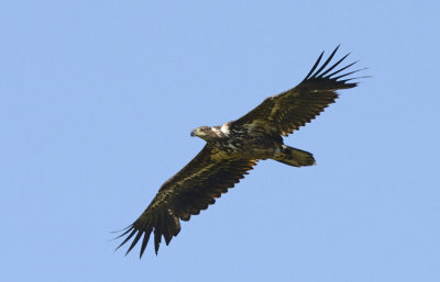 White-tailed Eagle (Havsrn)