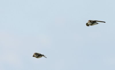 Sand Martin (Backsvala)