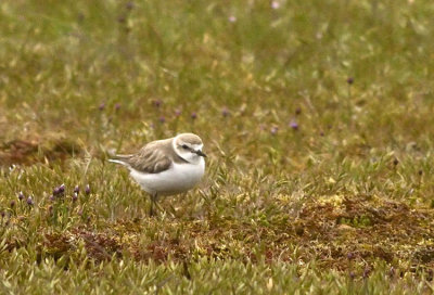 Kentish Plover (Svartbent Strandpipare)