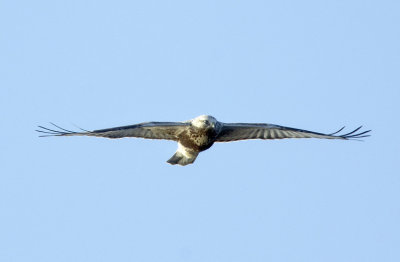 Rough-legged Buzzard (Fjllvrk)