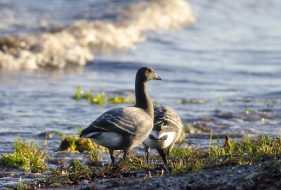 Brent Goose (Prutgs)