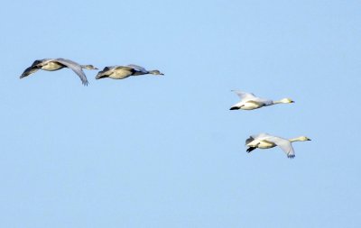 Tundra Swan (Mindre Sngsvan)