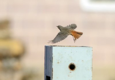 Black Redstart (Svart Rdstjrt)