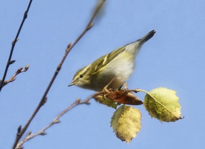 Yellow-browed Warbler (Taigasngare)